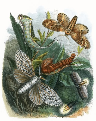 バタフライビバリウム 作： English School